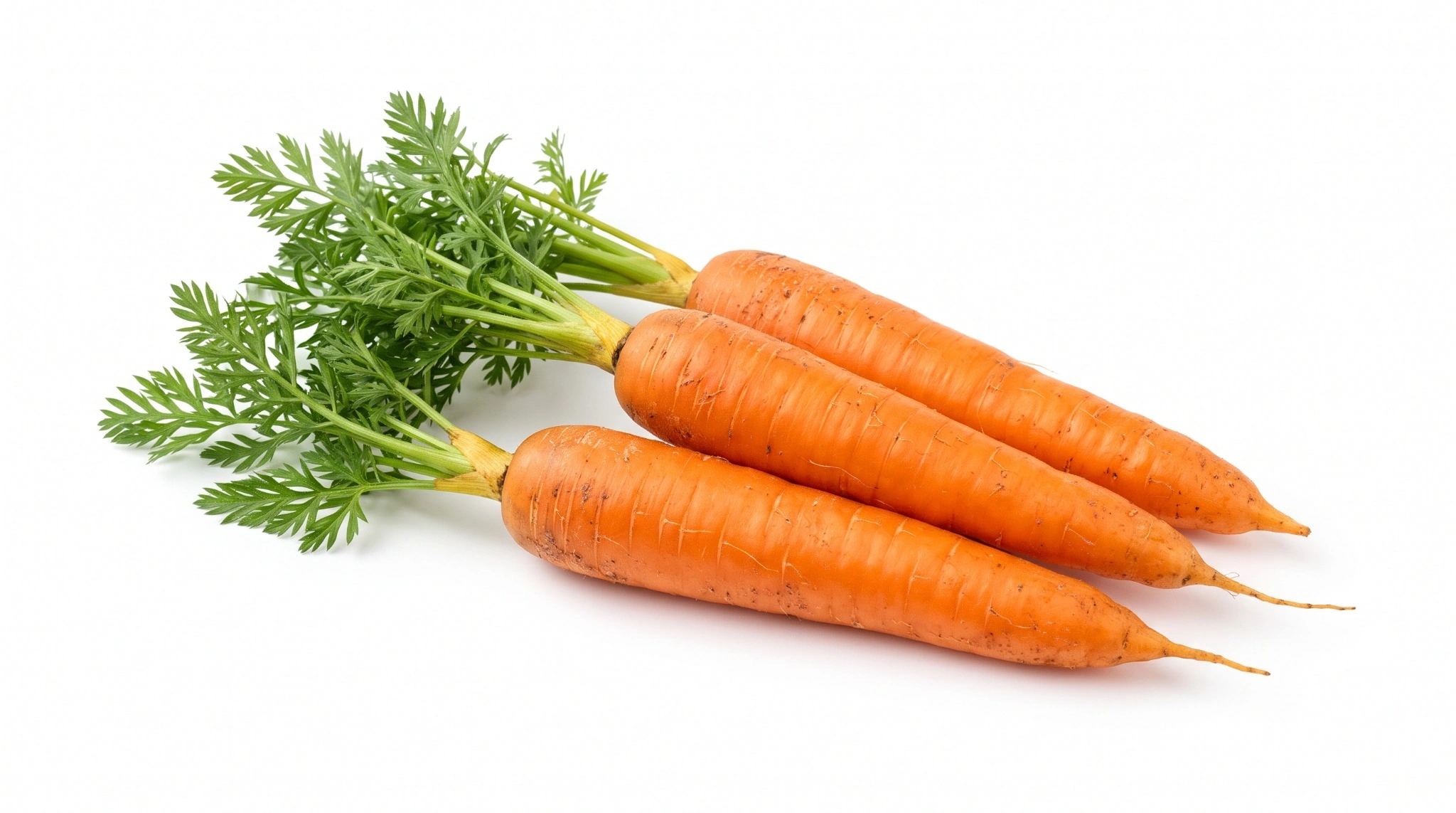 Carrot