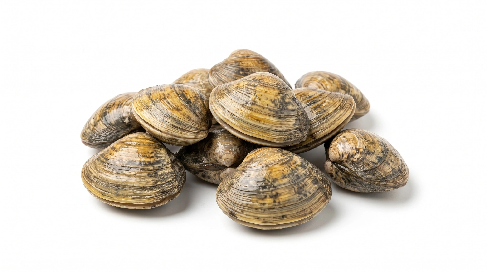 Clams, Raw